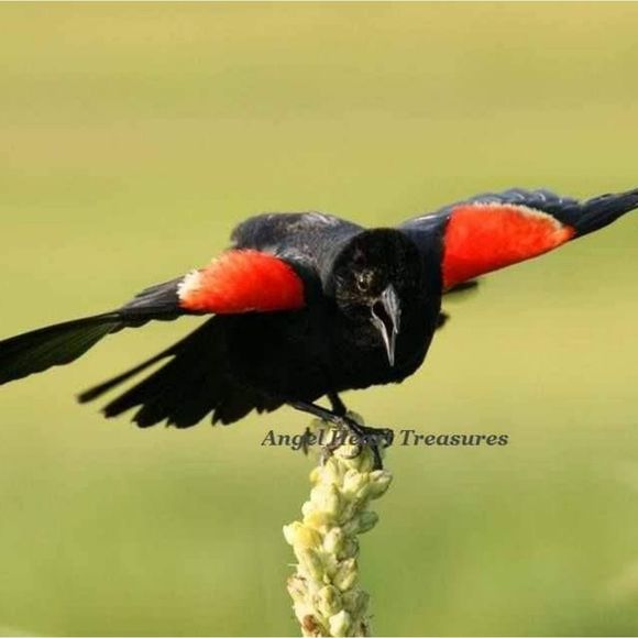 4x6 Original Photography Redwinged Black Bird - Picture 1 of 1